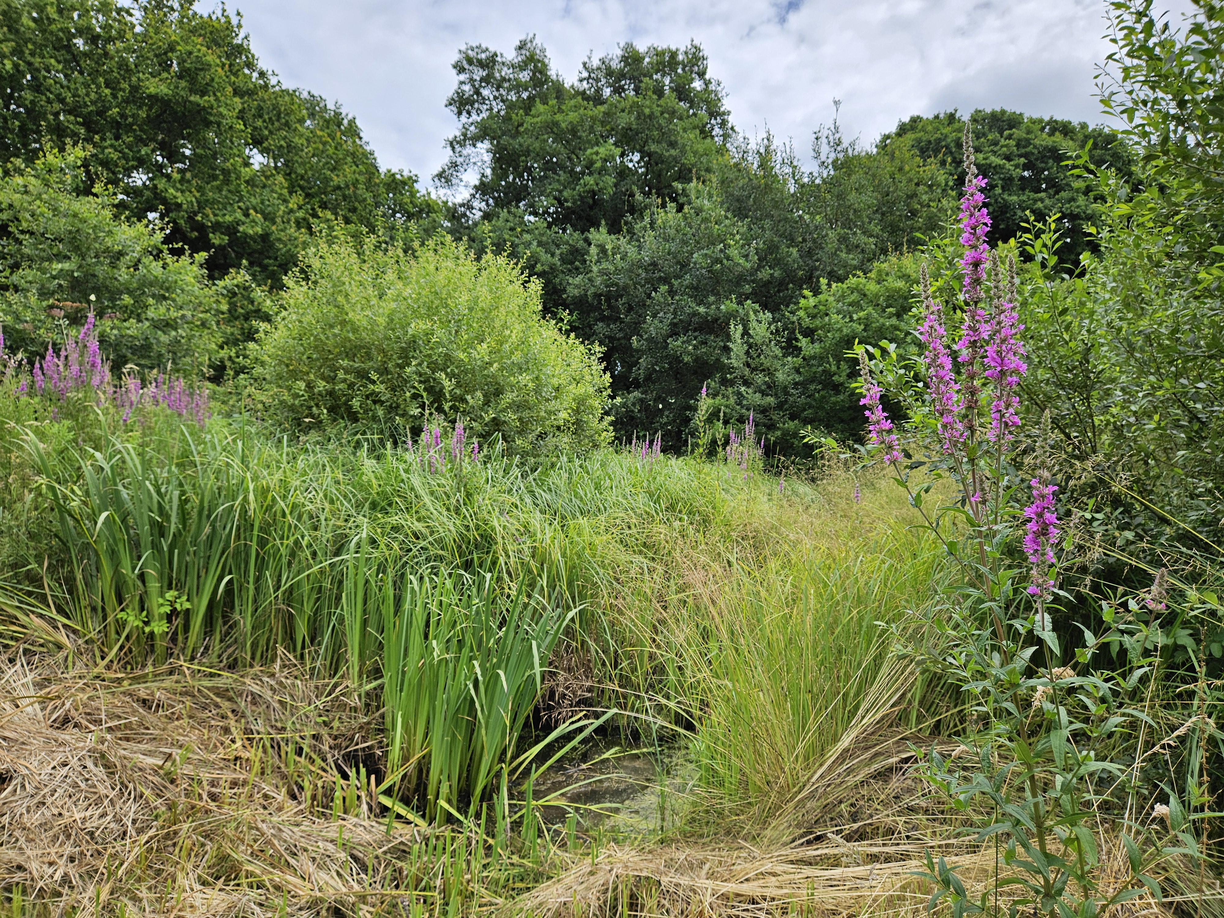 Photo of Alvecote Wood, overlooking tall grass and trees