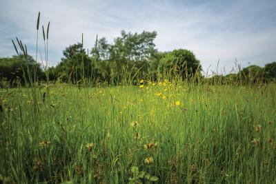 parks-Tamworth-walks-open spaces-nature