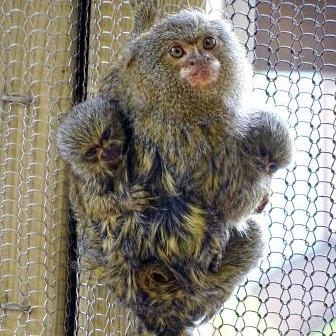 Marmoset monkeys