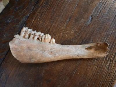 Castle Jaw-bone Dig Find
