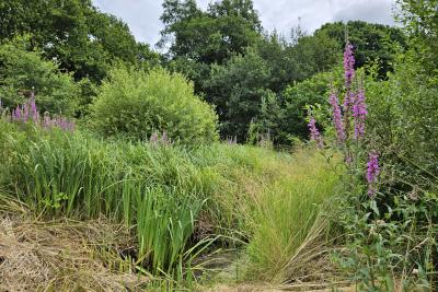 Photo of Alvecote Wood, overlooking tall grass and trees